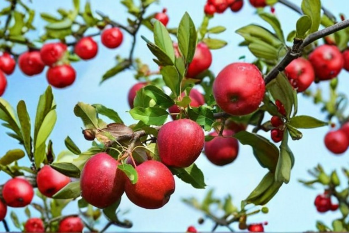 Freedom Apple Tree 4-6 Ft Live Fruit Tree – Sweet Red Apples Malus domestica Garden Orchard Plant