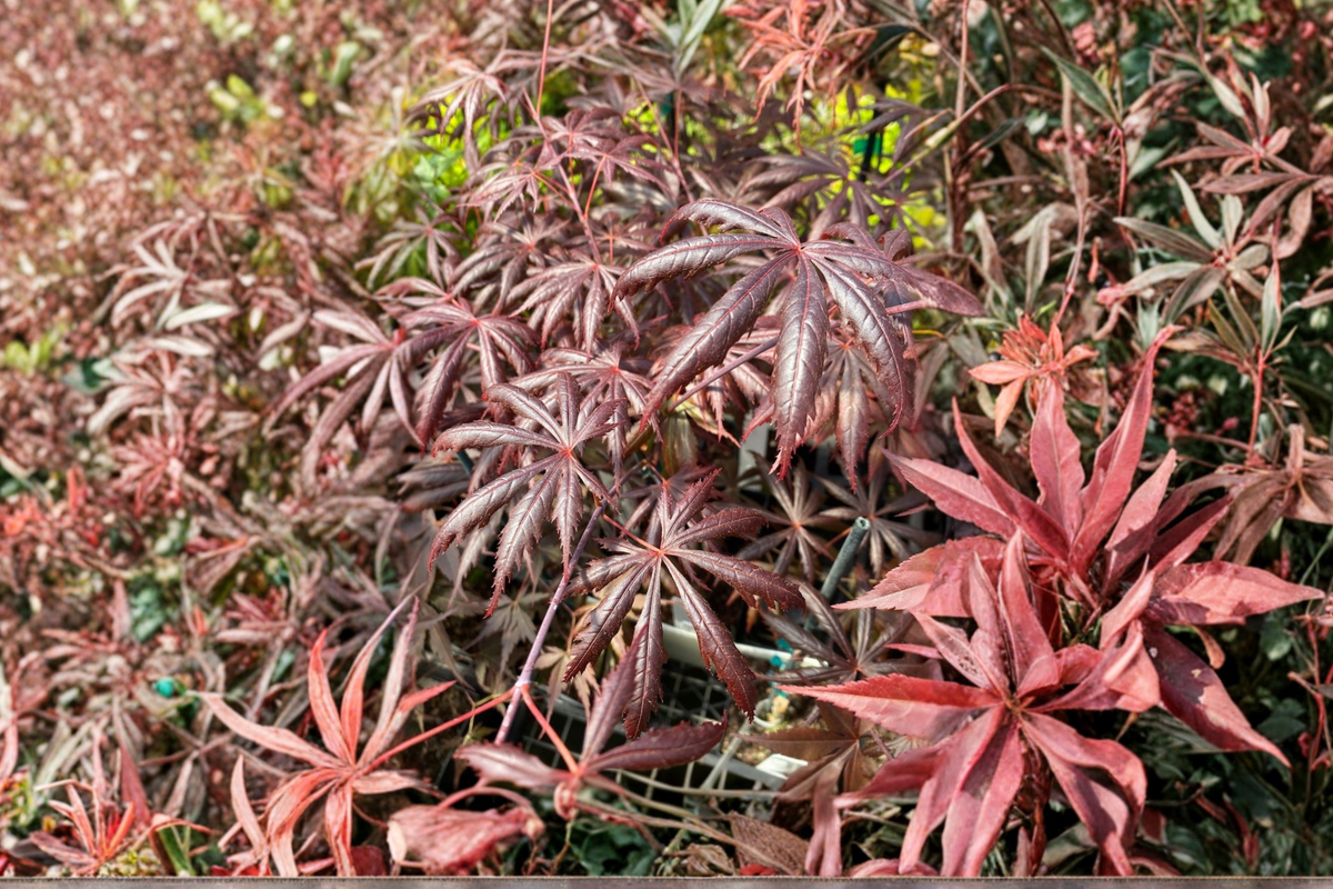 Japanese Maple Live Plant 2 Gallon Pot Acer palmatum ‘Trompenburg’ Red Foliage Ornamental Tree
