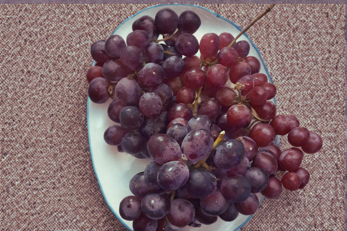 Catawba Grape Vine Live Plant 2 Gallon, Fruit Climbing Vine for Garden, Vineyard, Outdoor Trellis, Arbor, Vitis labrusca