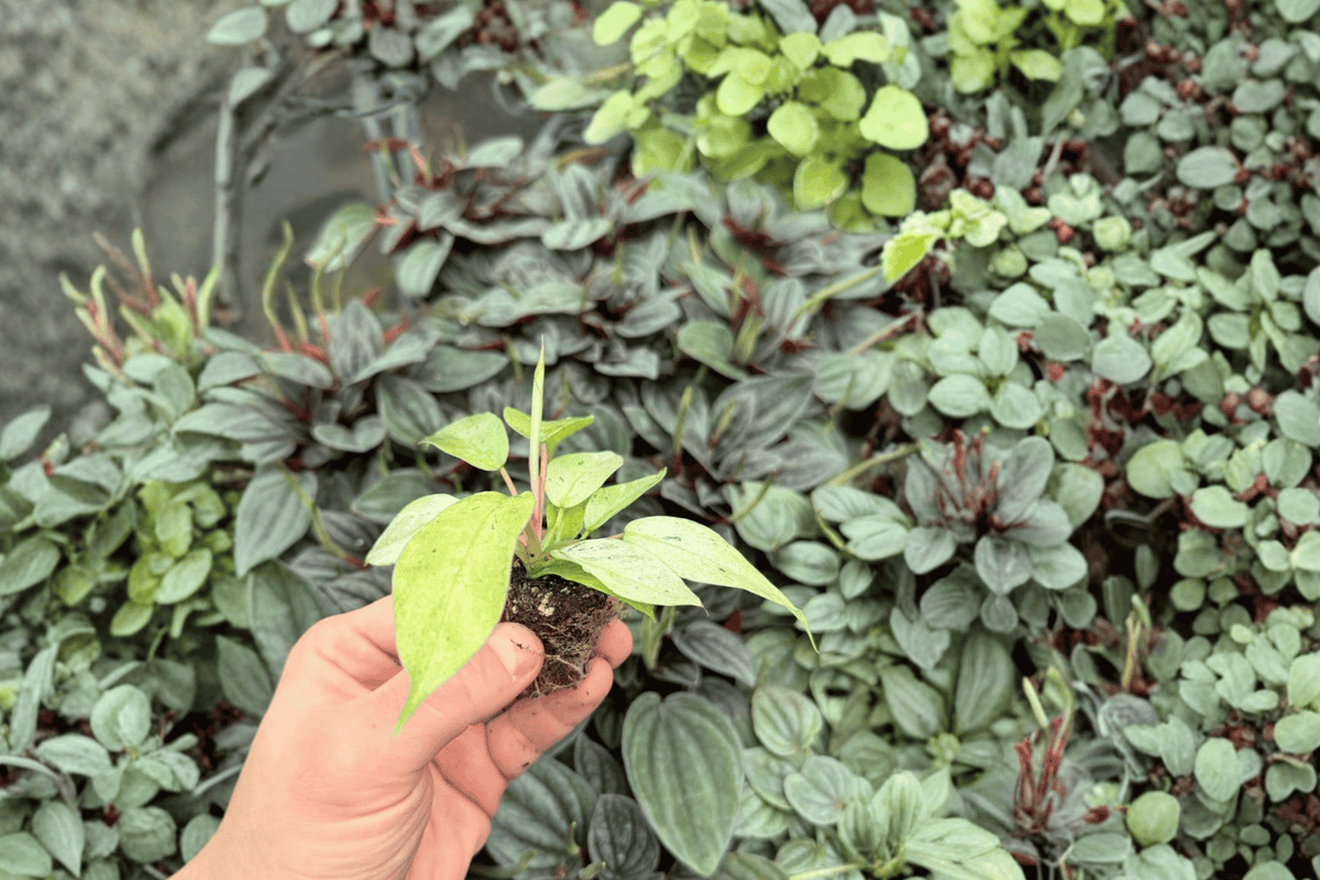 Philodendron Snowdrift – 2 Exact Live Starter Plants, 2-Inch Size – Philodendron ‘Snowdrift’