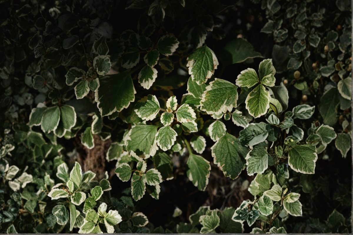 Variegated Swedish Ivy Live Plant in 4-Inch Pot – Plectranthus forsteri 'Marginatus' Houseplant