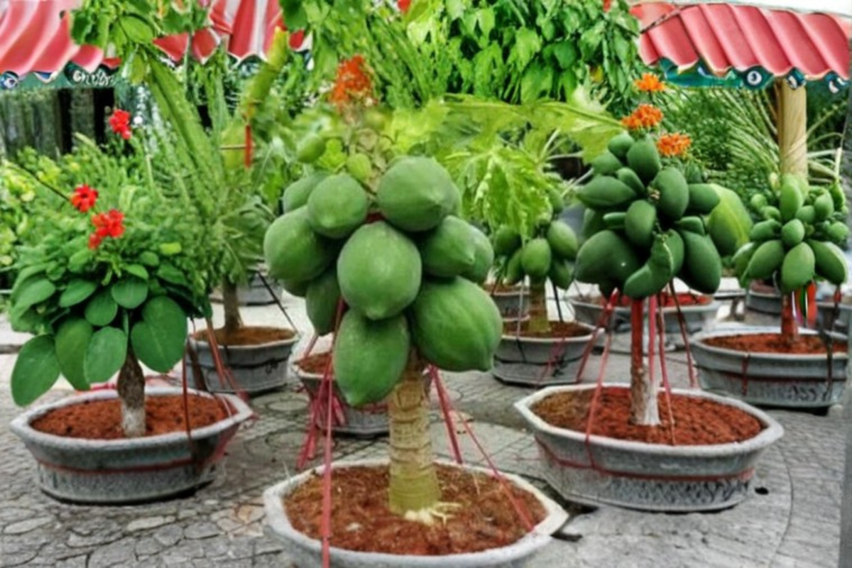 Dwarf Thai Papaya Seeds, Tropical Fruit Plant, Carica papaya, Indoor & Outdoor Container Gardening, 10 Seeds