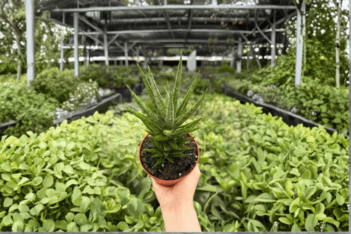 Sansevieria Francisii 2 Exact Live Plants – 4-Inch Pots – Dracaena francisii