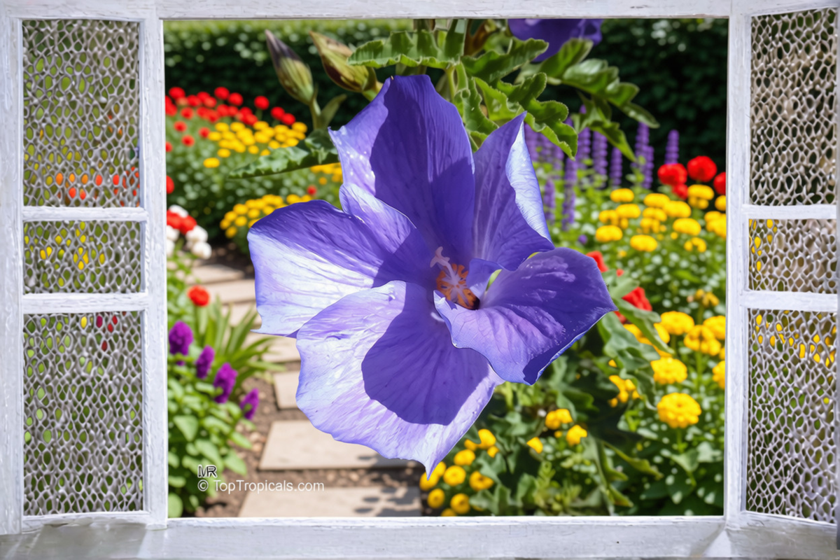 Blue Hibiscus Live Starter Plant – Alyogyne huegelii – Well Rooted Plant in Container