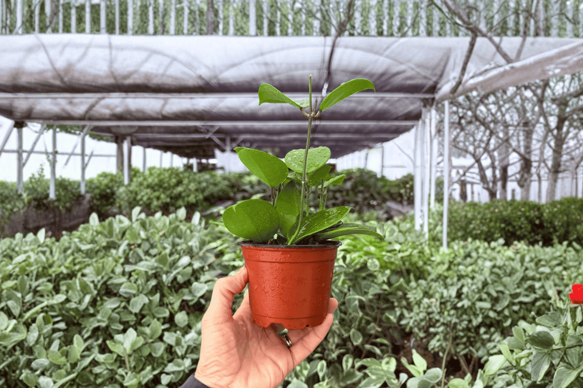 Hoya Parasitica Splash 2 Exact Live Plants – Hoya parasitica ‘Splash’ 4” Size Bare Root
