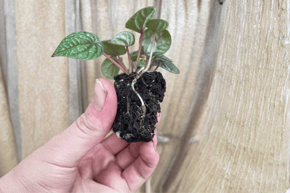 2 Peperomia 'Burbella' Starter Plants – Bare Root Live Peperomia Houseplants