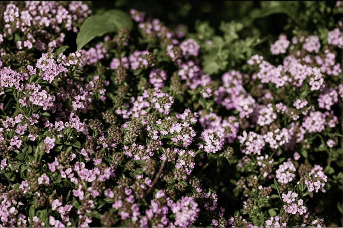 Doone Valley Thyme 1 Live Plant – 4-Inch Pot – Thymus ‘Doone Valley’