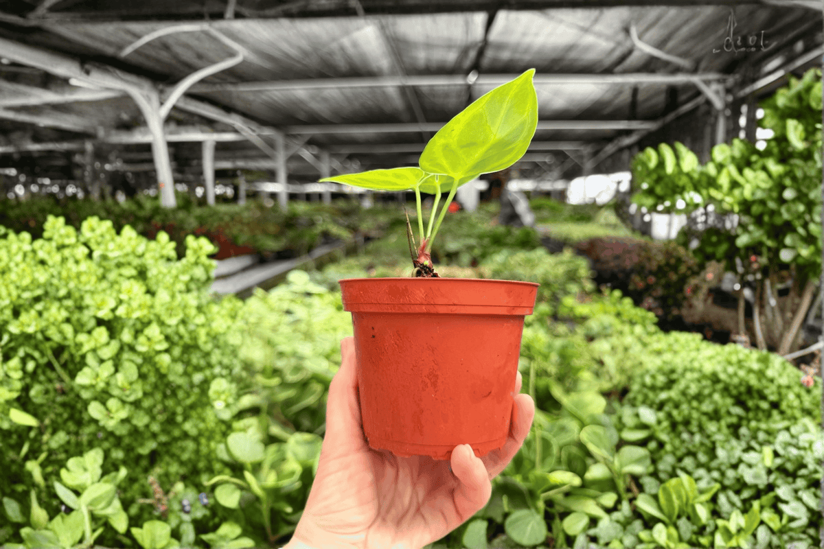 Anthurium Silver Blush × Dorayaki – 2 Exact Live Plants, 4-Inch Size – Anthurium Hybrid