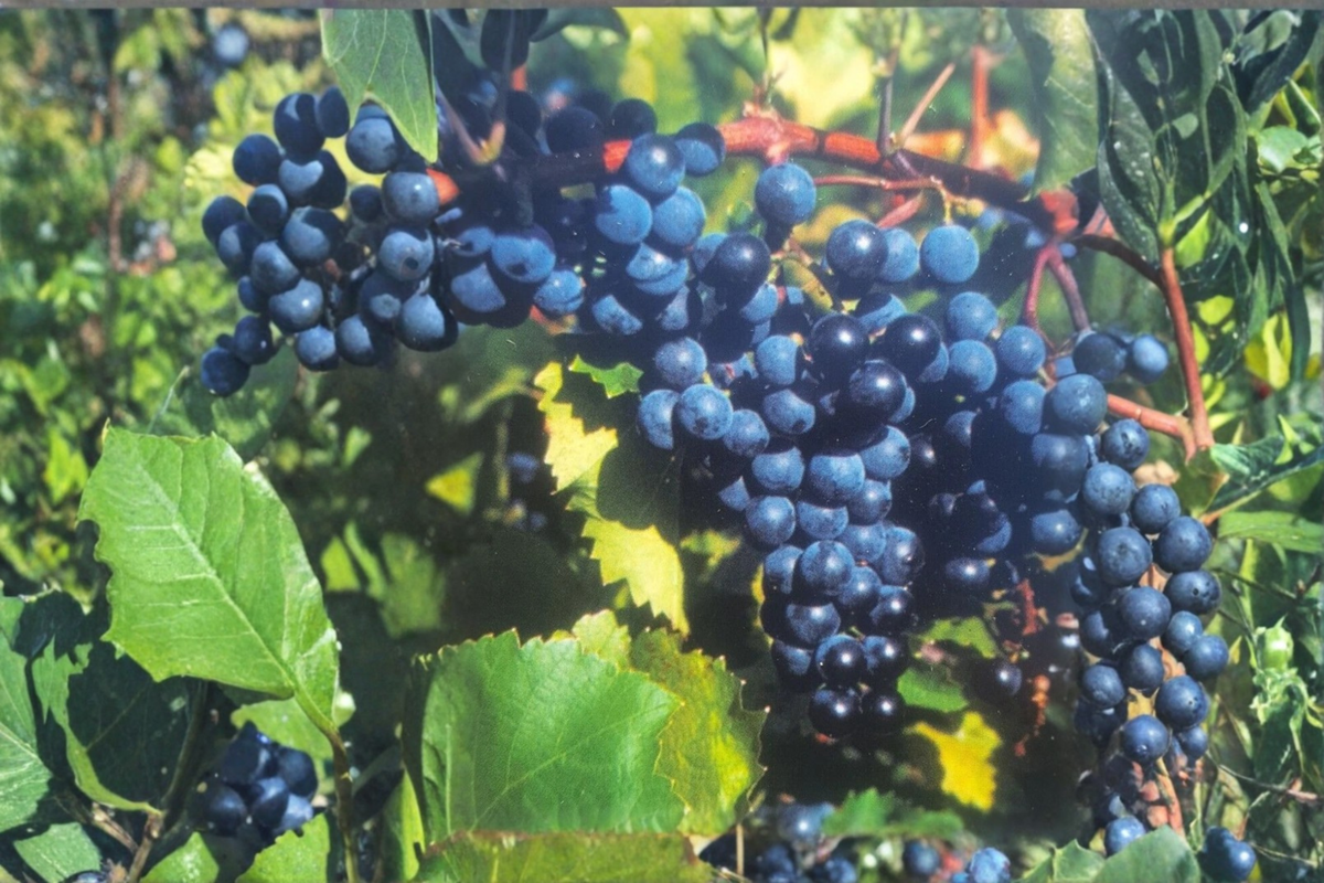 Concord Grape Vine Live Plant 2 Gallon, Fruit Grape Vine for Garden Vineyard, Outdoor Climbing Vine