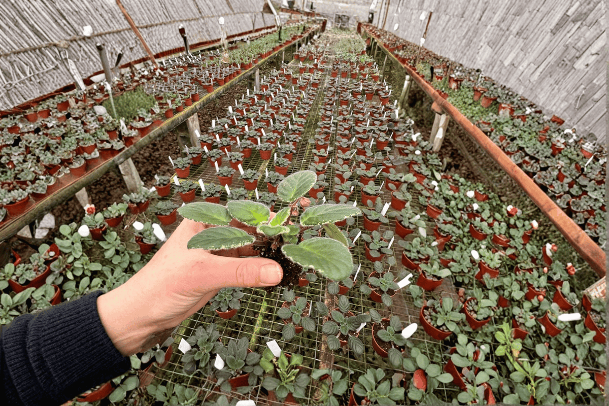Ma’s Soirée African Violet 2 Starter Live Plants – Streptocarpus ionanthus ‘Ma’s Soirée’