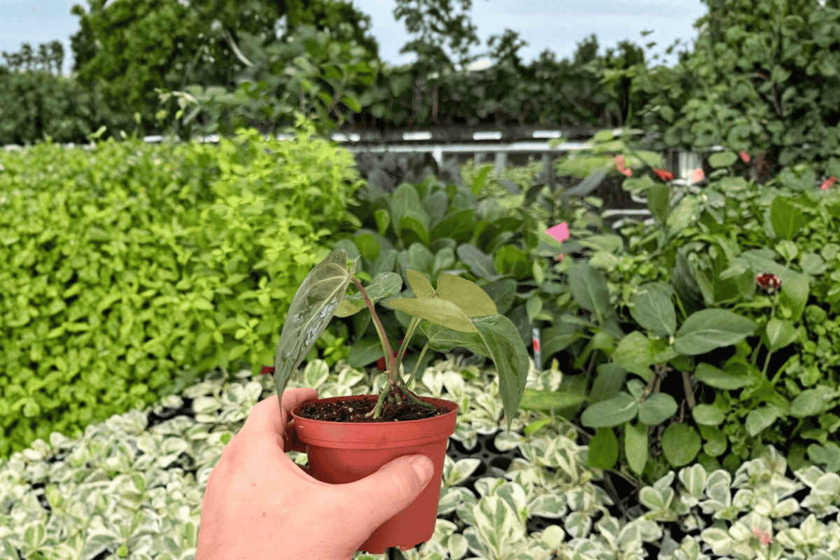 Anthurium Red Stem × Legend 2 Exact Live Plants – 4” Size Bare Root