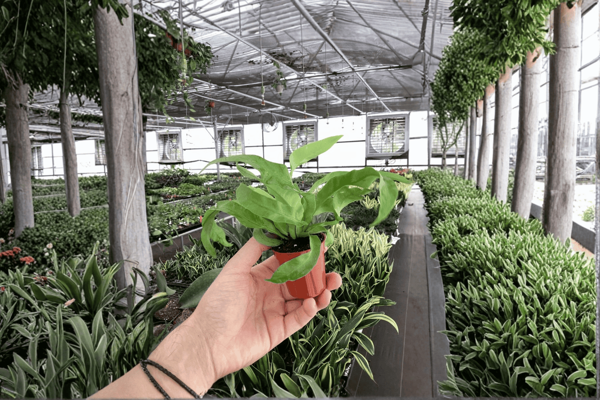 2 Asplenium antiquum 'Hurricane' Fern Starter Plants in 2-Inch Pots