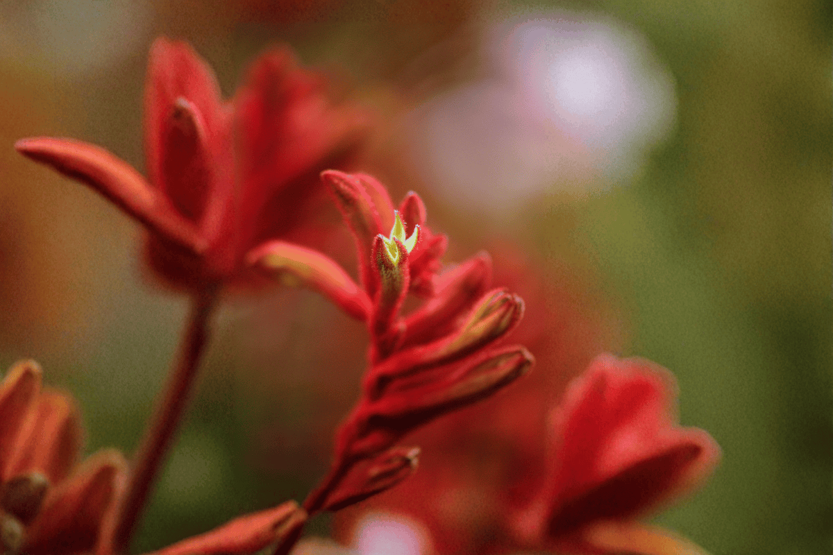 Landscape Scarlet Kangaroo Paw 1 Gallon Live Plant – Anigozanthos flavidus Hybrid ‘Landscape Scarlet’