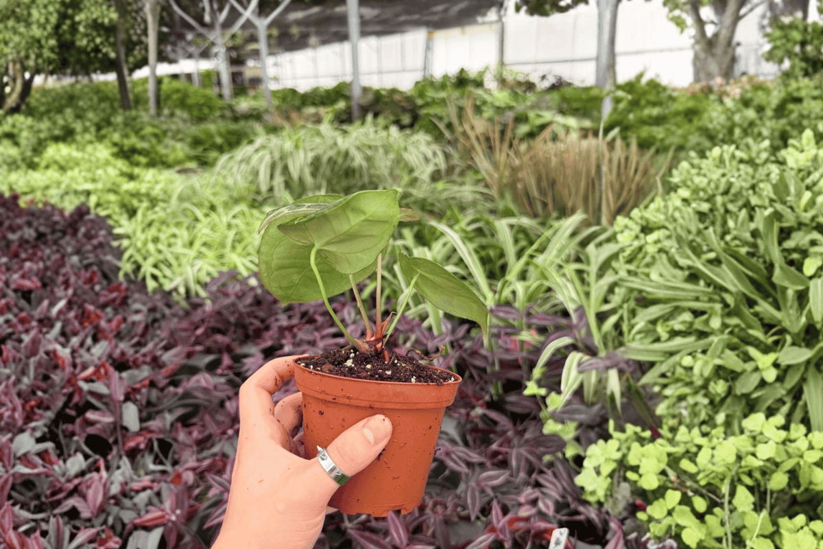 Anthurium Hoffmannii x Green Mamba 2 Exact Live Plants – 4-Inch Pots – Anthurium Hybrid