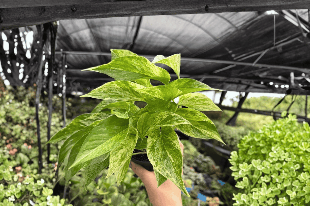 Marble Queen Pothos 2 Exact Live Plants – Epipremnum aureum ‘Marble Queen’ 4” Size Bare Root