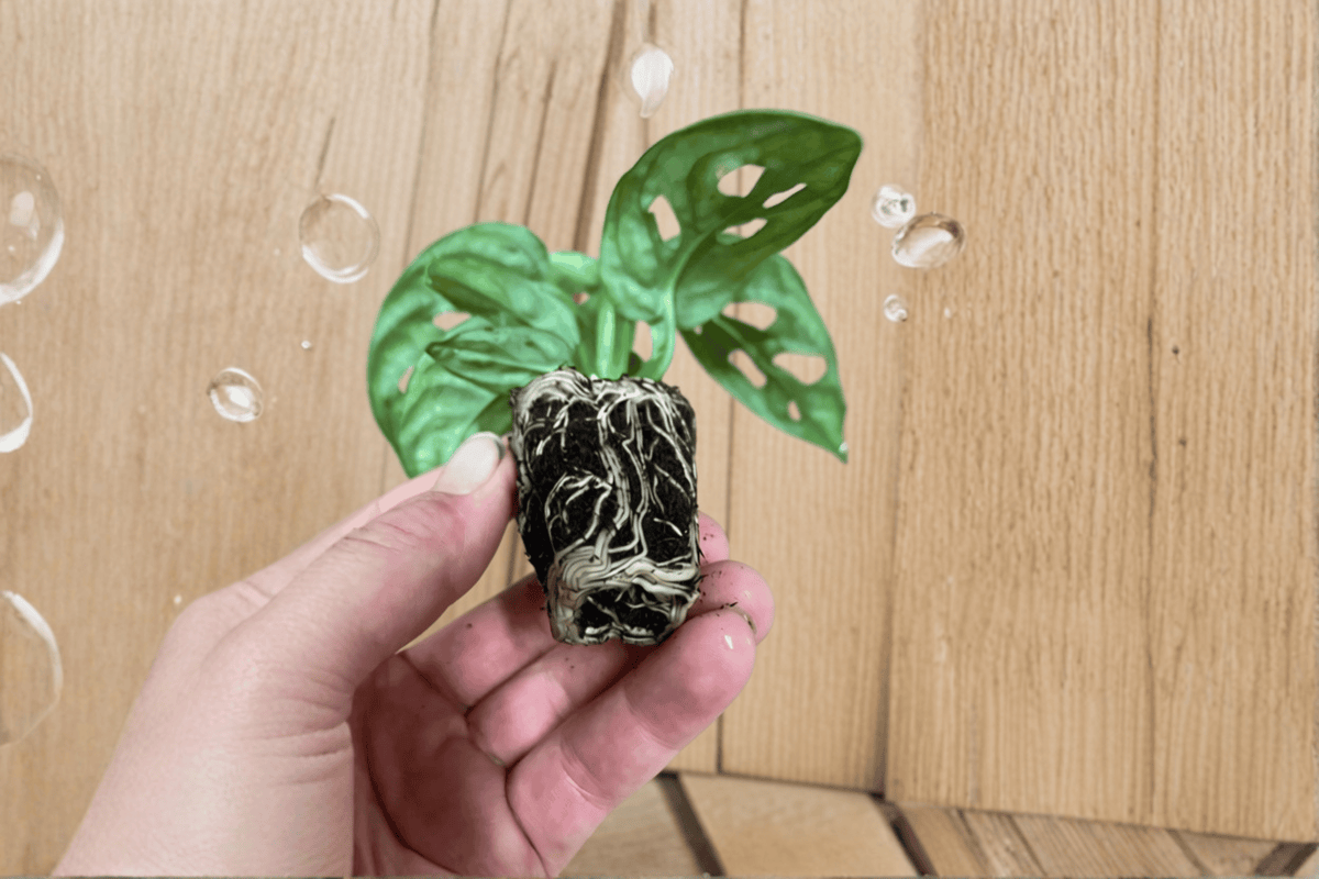 Monstera Adansonii – 2 Live Starter Plants, 2-Inch Size – Monstera adansonii