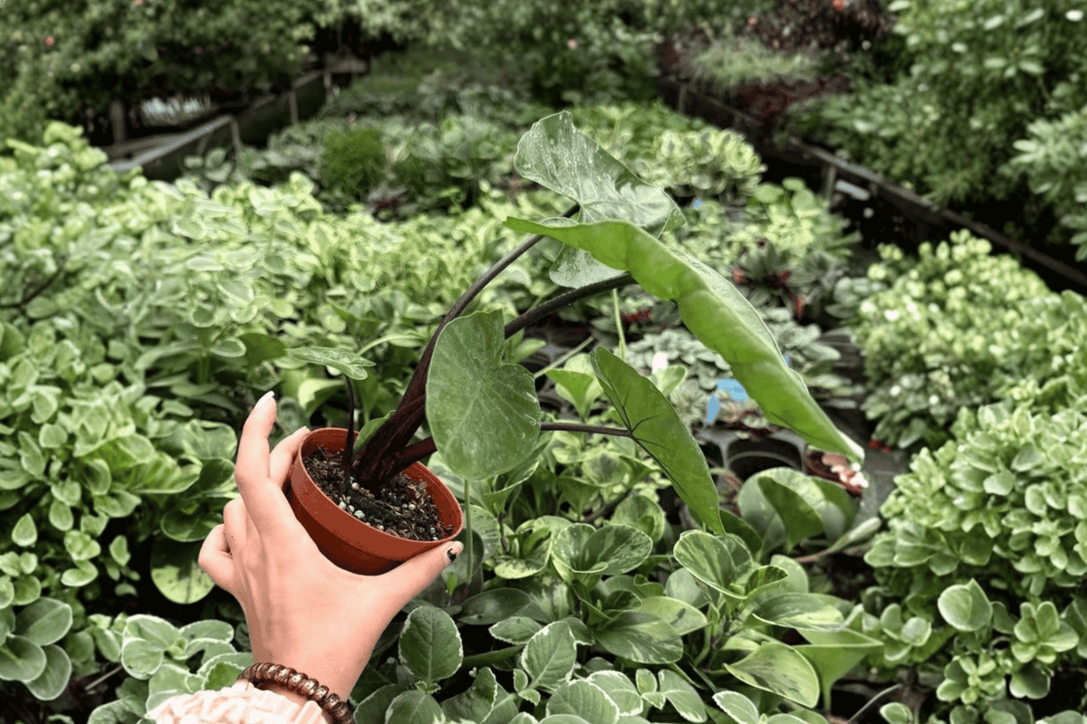 Alocasia Dark Star 2 Exact Live Plants – Specific 4” Size Bare Root