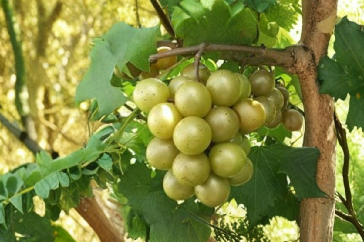 Fry Scuppernong Grape Vine Live Plant – 3 Gallon Muscadine Grape for Home Vineyard, Heat Tolerant Climbing Fruit Vine, Vitis rotundifolia