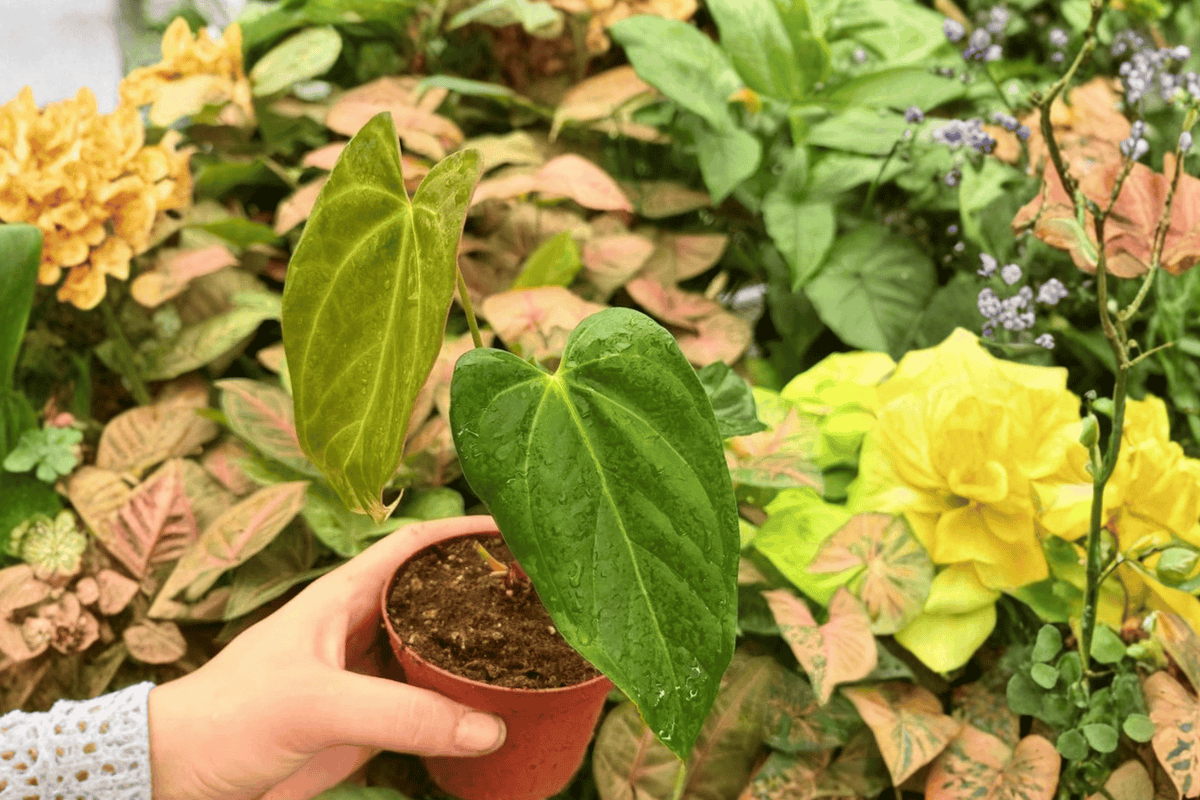 Anthurium Goliath × Dark Mama – 2 Exact Live Plants, 4-Inch Size – Anthurium Hybrid