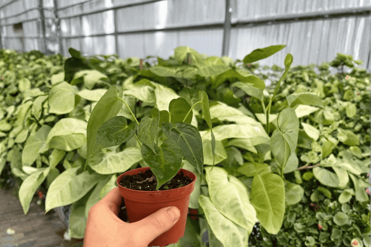 Anthurium Red Stem × Norte 2 Exact Live Plants – Anthurium Hybrid 4” Size Bare Root