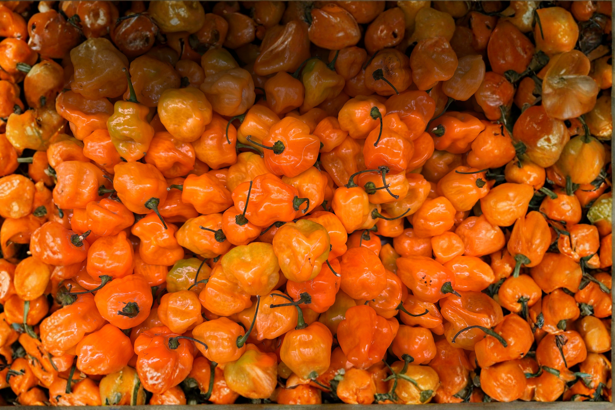 3 Jay's Peach Ghost Scorpion Live Pepper Plants 75+ Days Old – Capsicum chinense