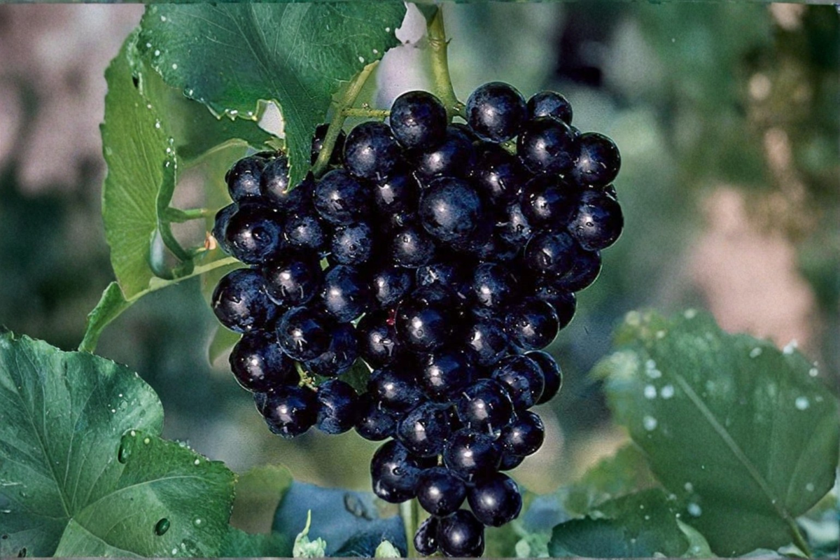 Miniature Pixie Grape Seeds – Dwarf Fruit Vine for Indoor & Outdoor Container Gardening, Vitis sp.