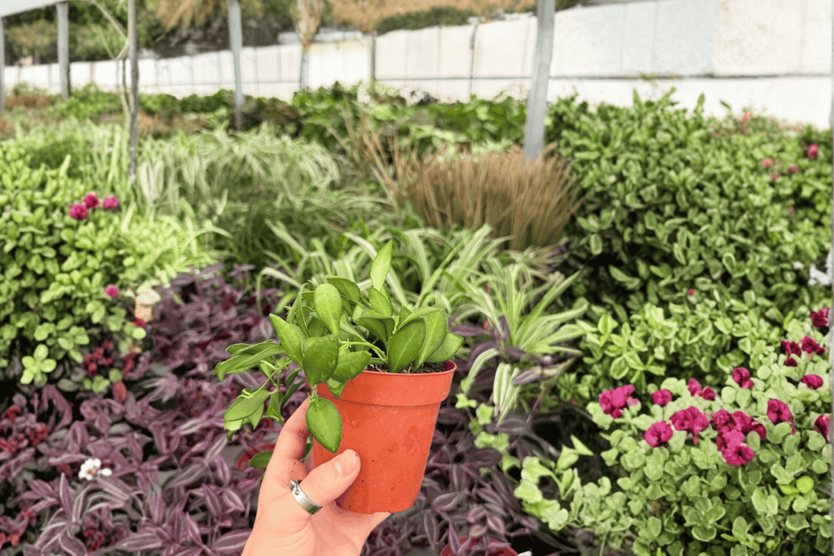 Hoya bilobata 2 Exact Live Plants – 4-Inch Pots – Hoya bilobata