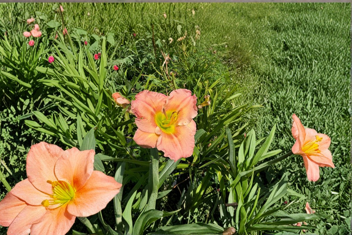 Daylily Chorus Line Bare Root Plants – Pink Perennial for Summer Garden Flowers – Hemerocallis