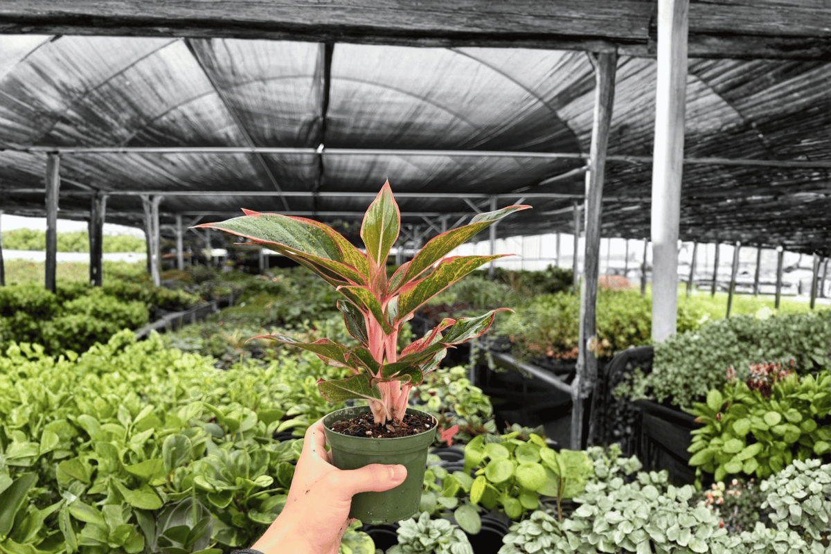 Aglaonema Siam Aurora – 2 Exact Live Plants, 4-Inch Size – Aglaonema ‘Siam Aurora’