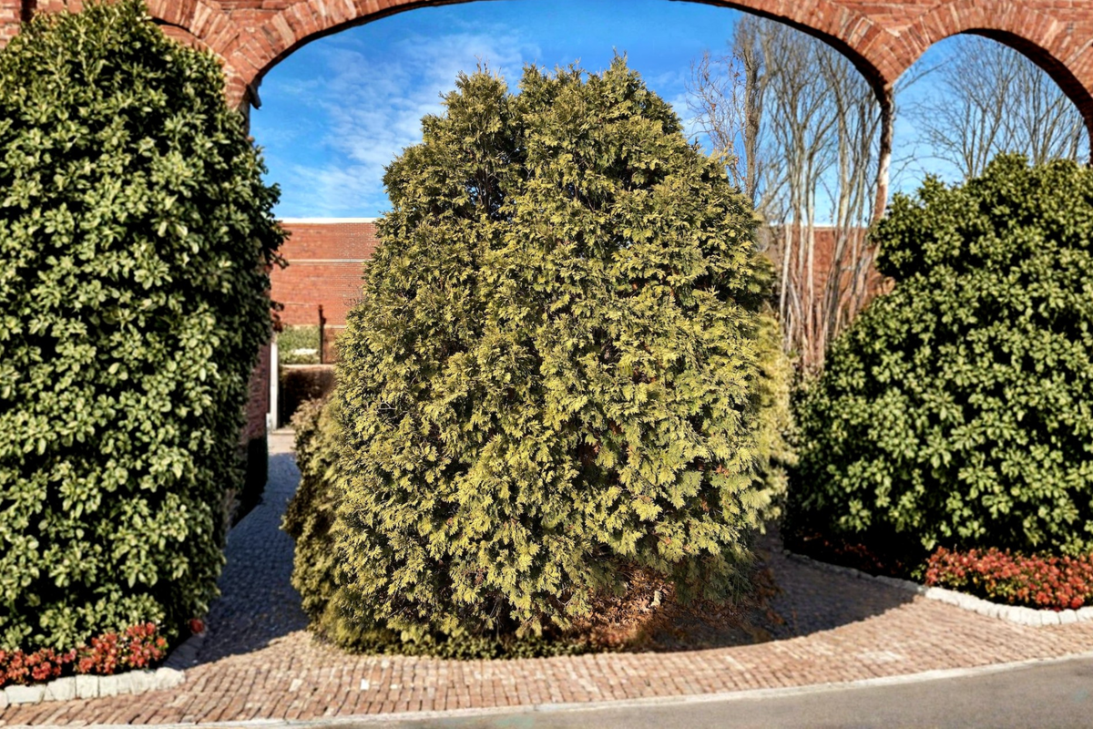 Golden Arborvitae Live Plant – Thuja occidentalis ‘Wareana Lutescens’ Evergreen Shrub in Quart Pot