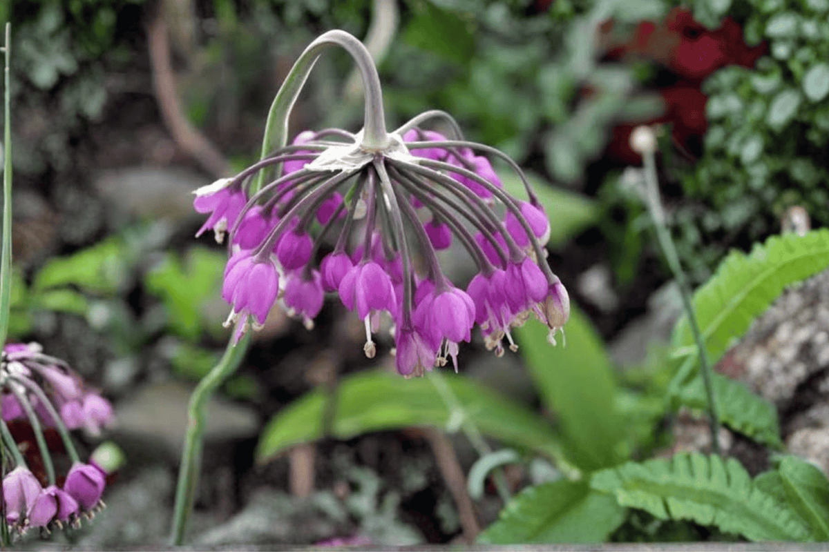 Nodding Onion – 1 Live Plant, 1-Gallon Pot – Allium cernuum