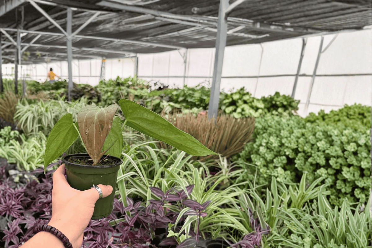 Anthurium Red Sinus x Hulk 2 Exact Live Plants – 4-Inch Pots – Anthurium Hybrid