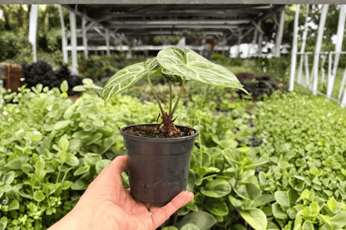 Anthurium Dresslerii × Dorayaki – 2 Exact Live Plants, 4-Inch Size – Anthurium Hybrid