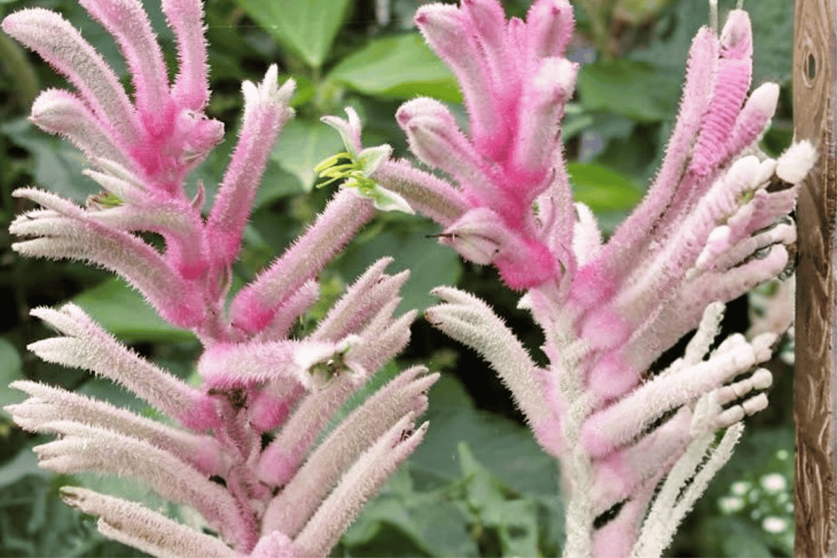Pink Beauty Kangaroo Paw 1 Gallon Live Plant – Anigozanthos ‘Pink Beauty’