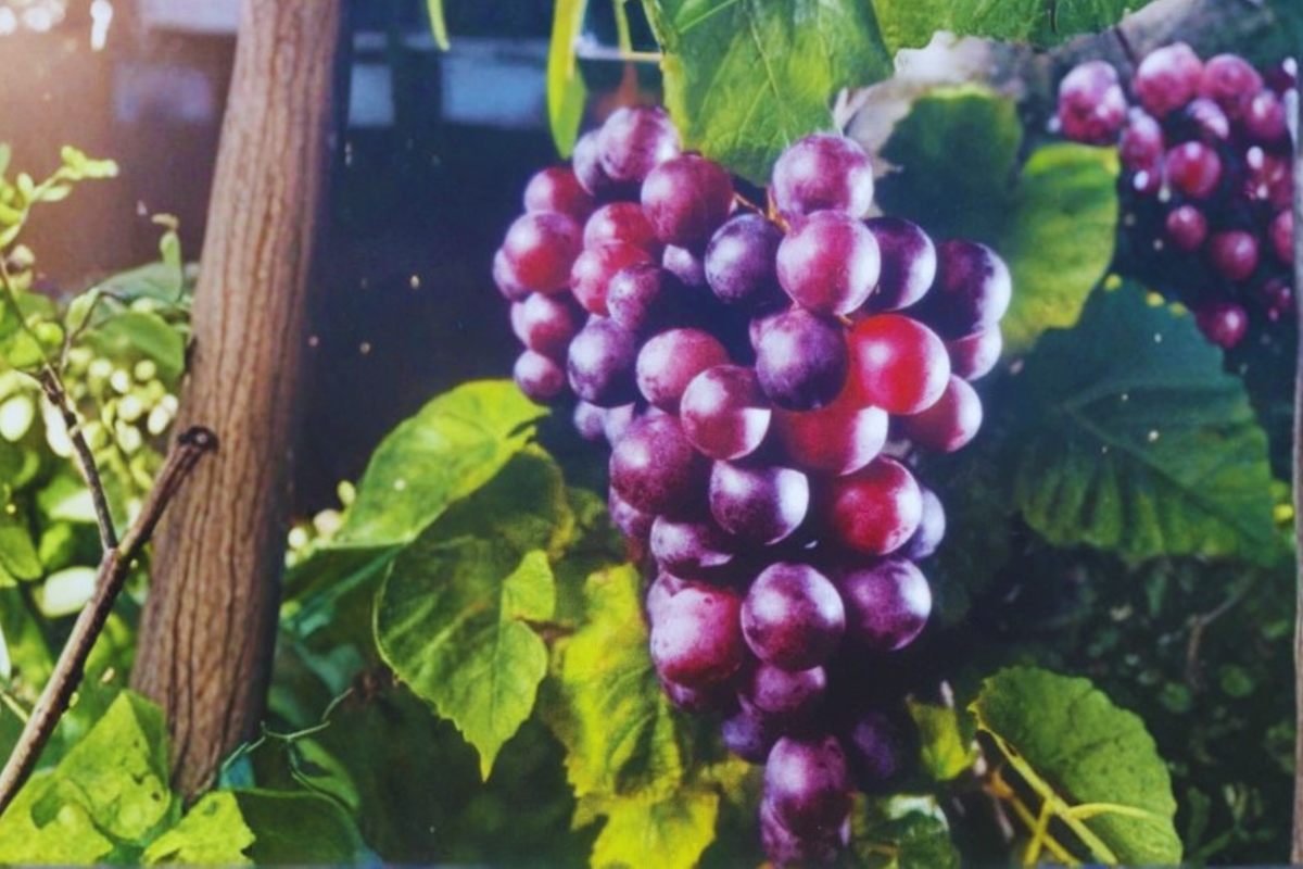 Black Muscadine Grape Vine 3 Gal Live Plant Climbing Fruit Vine for Garden, Dark Purple Grapes, Vitis rotundifolia