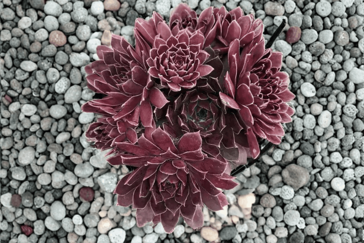 Chick Charms Chocolate Kiss Hens and Chicks 1 Live Plant – 4-Inch Pot – Sempervivum ‘Chocolate Kiss’