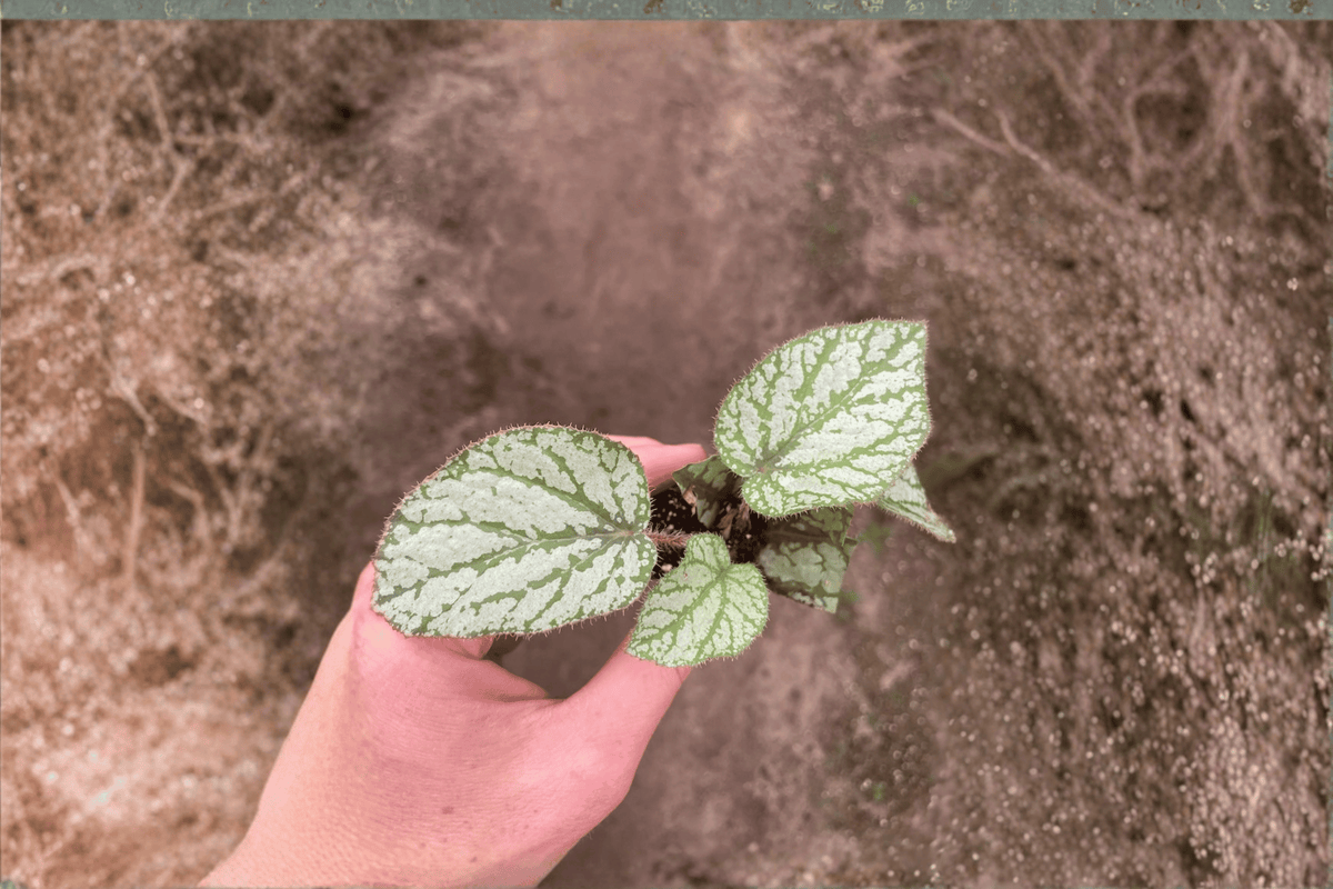 2 Begonia U309 Starter Plants – Bare Root – Begonia U309