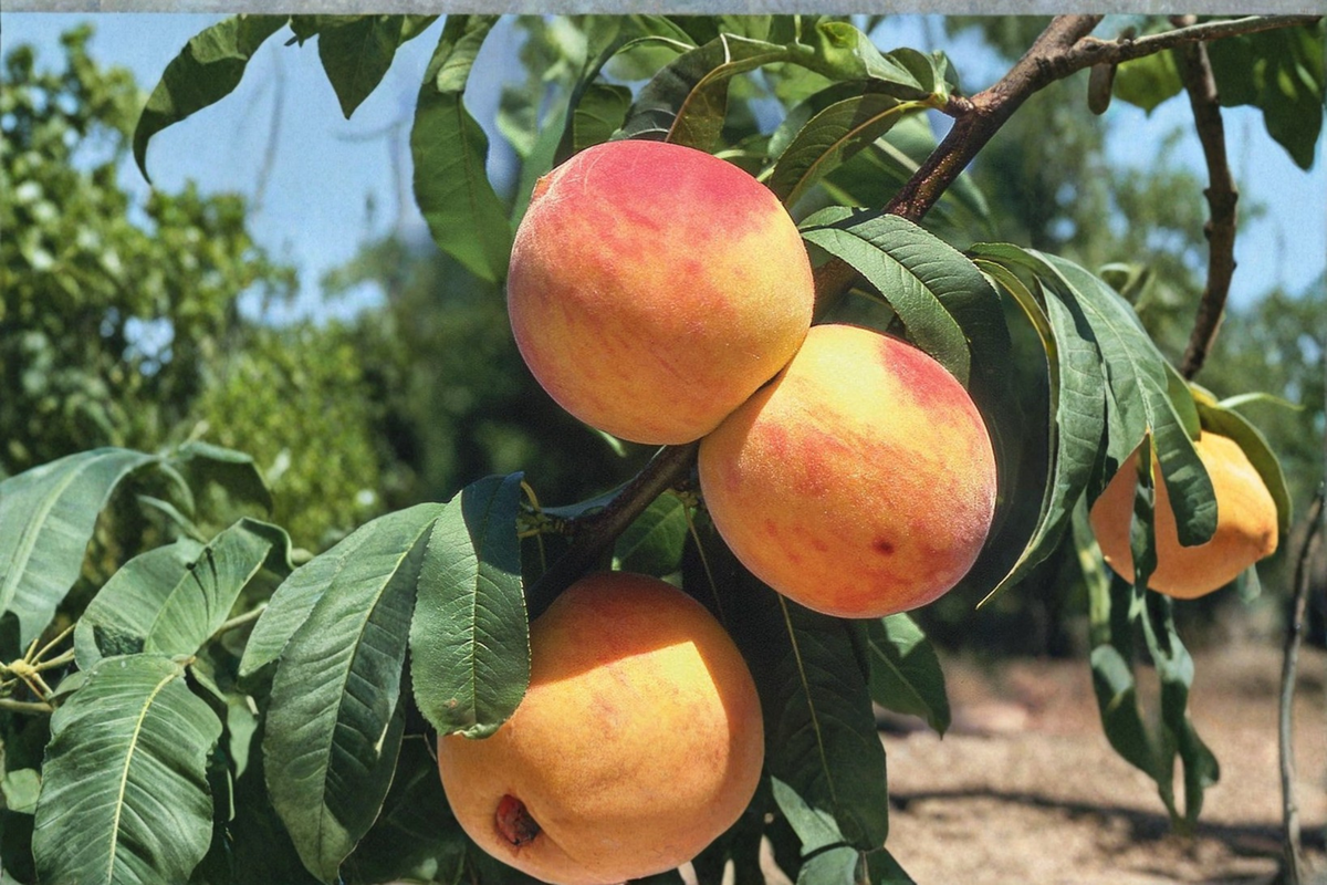 Oregon Curl Free Peach Tree Live Plant 1 Gallon Pot | Prunus persica Fruit Tree for Backyard Garden & Orchard