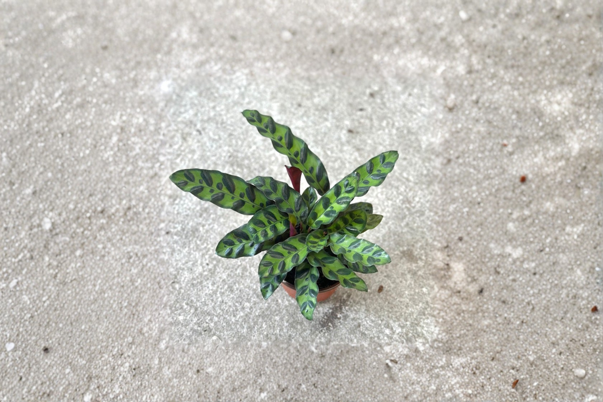 Rattlesnake Calathea Live Plant Calathea Lancifolia Rooted Houseplant 3 Inch Pot Pet Friendly Indoor Plant Gift