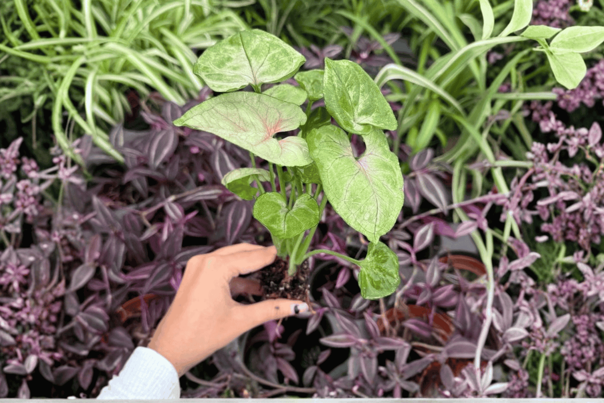 Syngonium Mango Allusion 2 Exact Live Starter Plants – Plug – Syngonium podophyllum