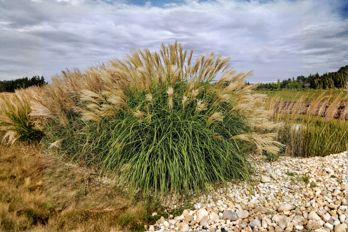 Adagio Maiden Grass Live Plant Clump – 3+ Year Old Fully Rooted – Miscanthus sinensis 'Adagio'