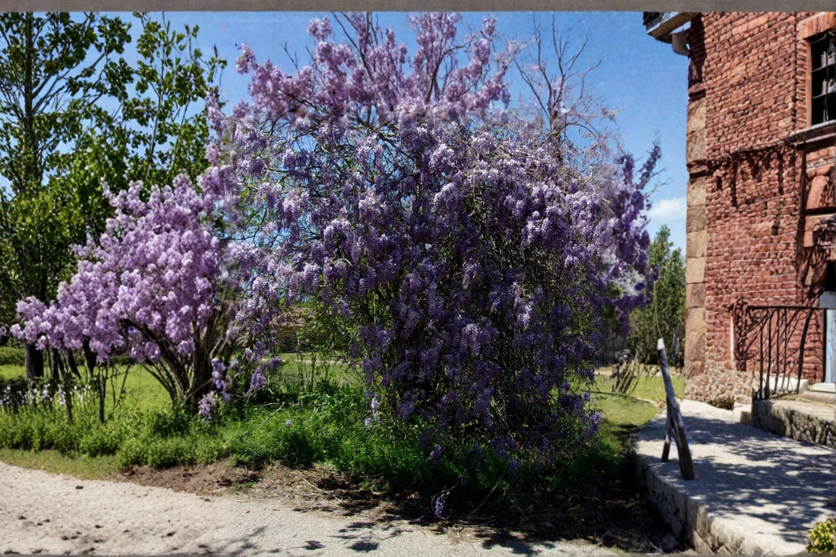 Purple Wisteria Vine 2 Gallon Live Plant, Flowering Wisteria for Garden Trellis Arbor Landscape