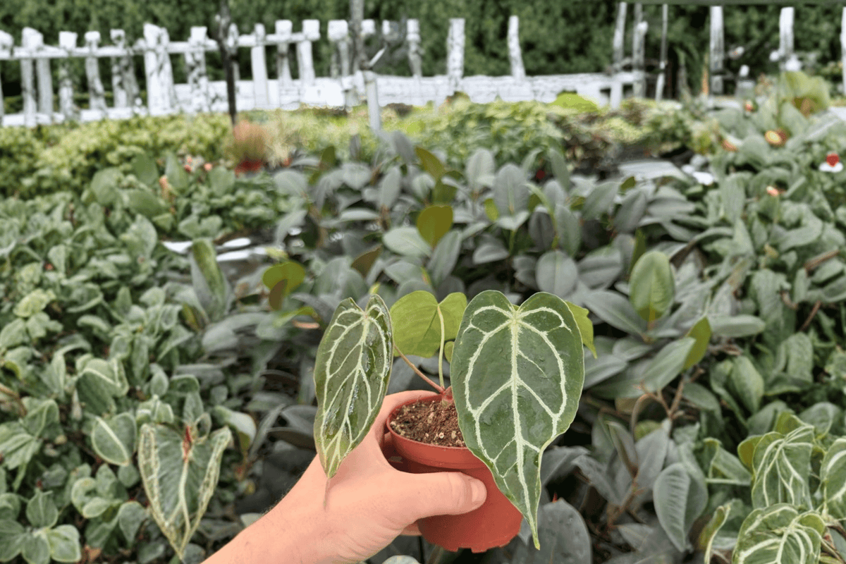 Anthurium Red Stem × Ferrari 2 Exact Live Plants – Anthurium Hybrid 4” Size Bare Root