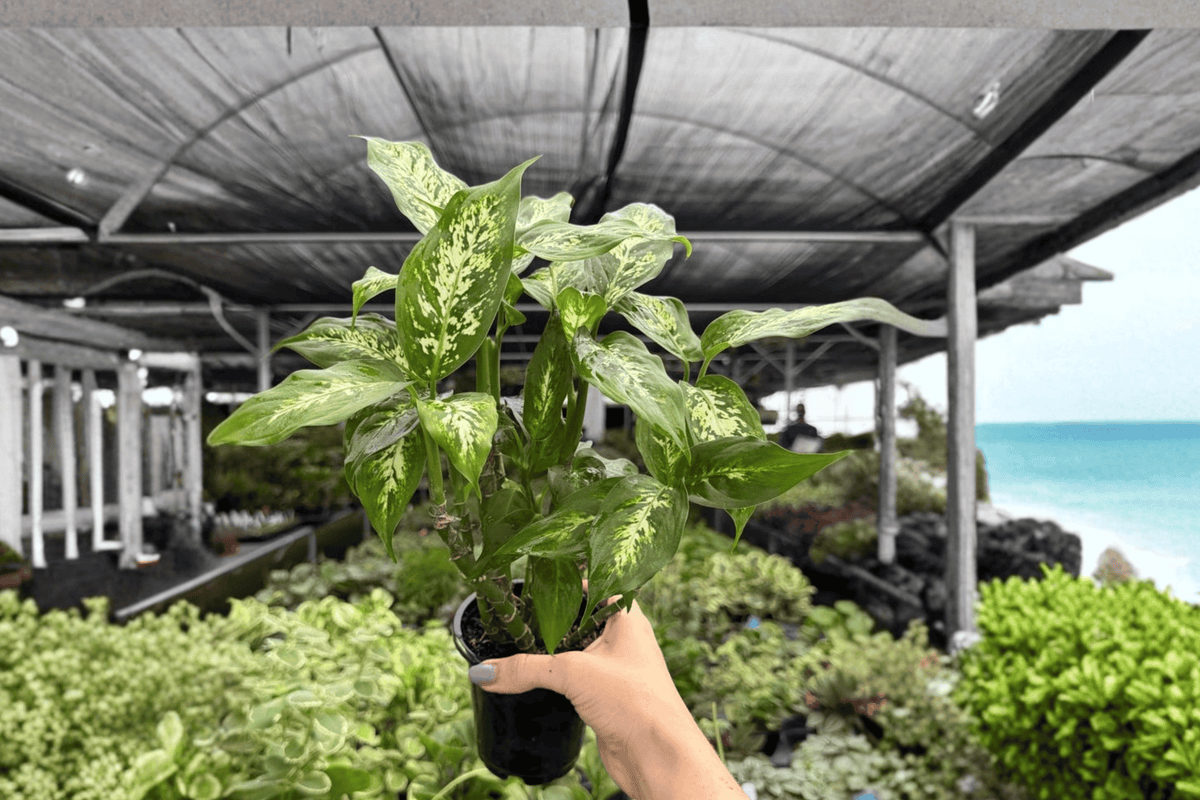 Dieffenbachia Compacta 2 Exact Live Plants – 4-Inch Pots – Dieffenbachia ‘Compacta’