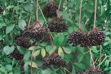 Nova Elderberry Live Plant 1 Gallon Pot - Edible Berry Bush, Fruit Producing Shrub, Sambucus canadensis