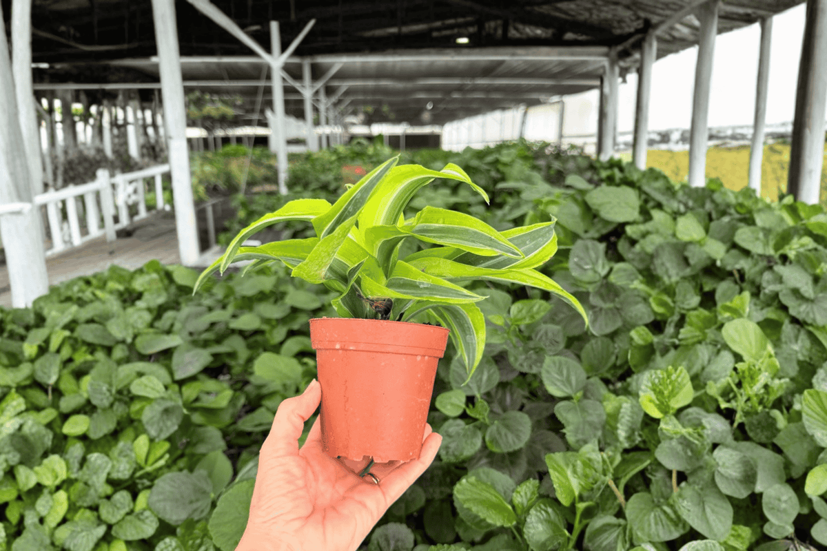 Lemon Surprise Dracaena – 2 Exact Live Plants, 4-Inch Size – Dracaena fragrans ‘Lemon Surprise’