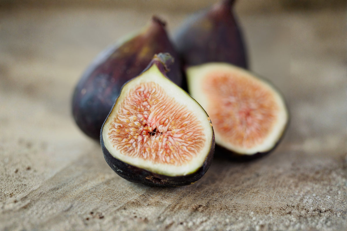 Black Mission Fig Live Plant – Rooted Potted Cutting – Ficus carica
