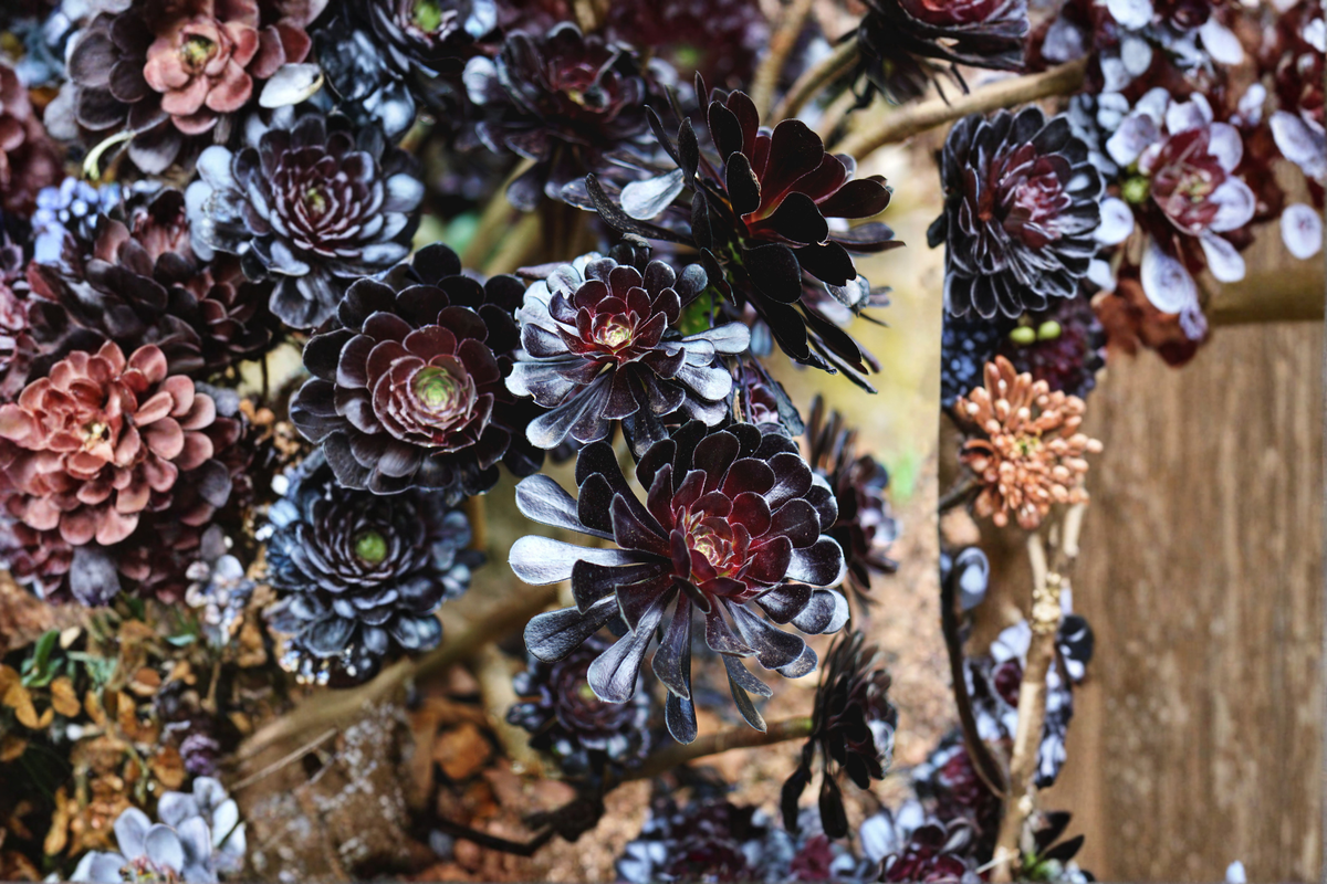 Rooted Aeonium arboreum 'Zwartkop' Black Rose Live Succulent in 3 x 2-Inch Ceramic Pot