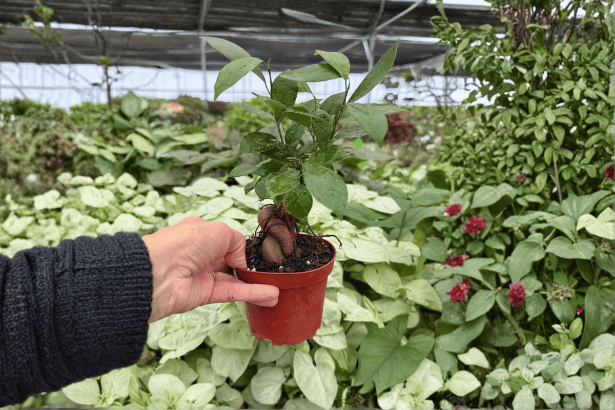 Ficus Ginseng 2 Exact Live Plants – 4-Inch Pots – Ficus microcarpa