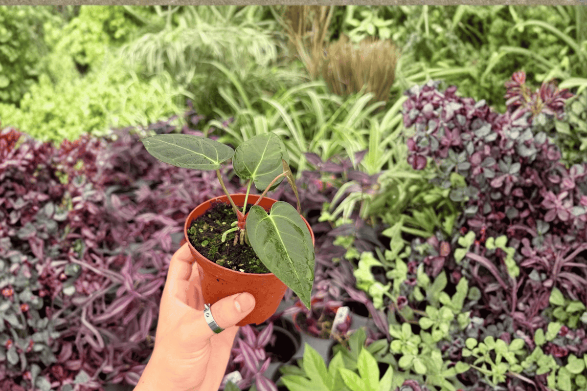 Anthurium Ace of Spades x Darkest Panama 2 Exact Seed-Grown Live Plants – 4-Inch Pots